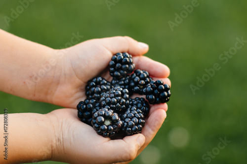 Child holding  Picked Blackberries © VAKSMANV