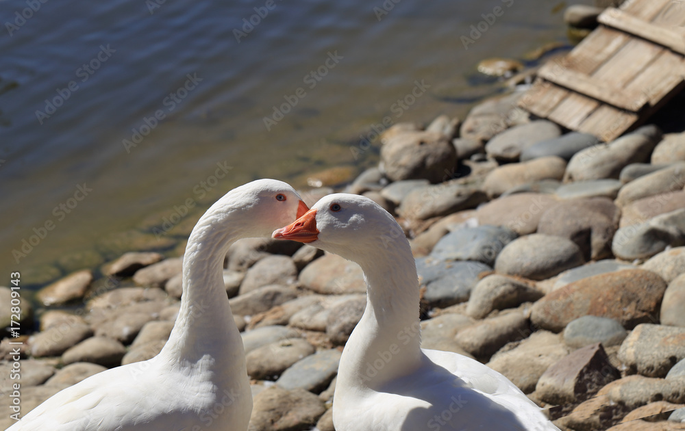 Geese are friends. Secret conversation ...