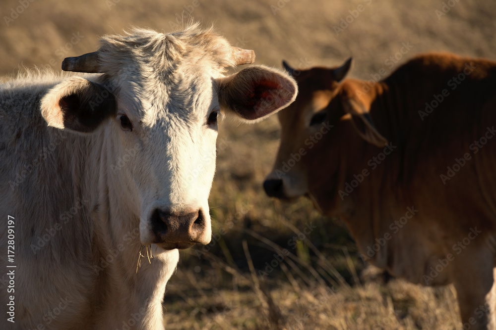 Cute cows in the countryside during the day. Cute cows in the countryside during the day.