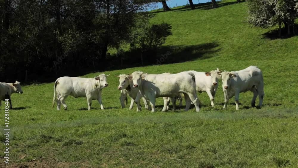 Cows grazing and running on a green field on a bright sunny day. Normandy, France. Cattle breeding, industrial agriculture concept. Summer countryside landscape, pastureland for domesticated livestock Cows grazing and running on a green field on a bright sunny day. Normandy, France. Cattle breeding, industrial agriculture concept. Summer countryside landscape, pastureland for domesticated livestock