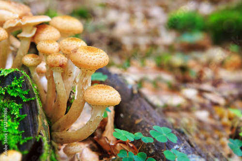 Beautiful mushrooms in the moss.