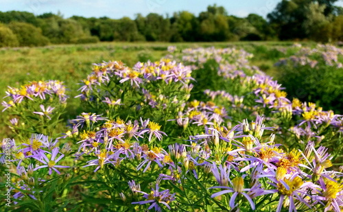  autumn aster meadow