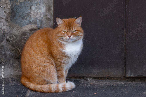 Fotografie Cymric cat sitting on a grunge background and watching into the camera with angry face