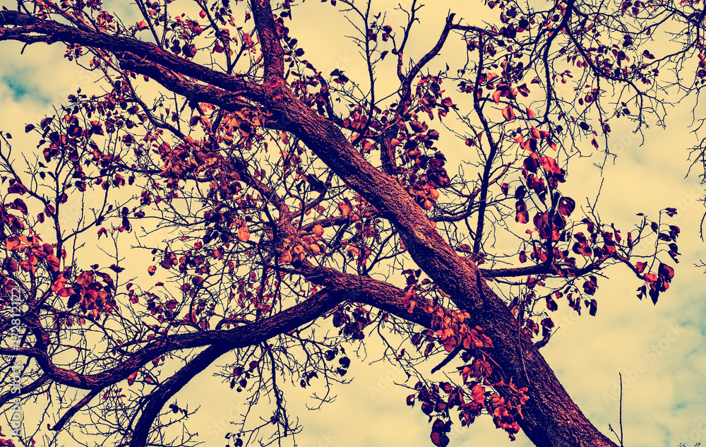 Fototapeta premium Autumn tree