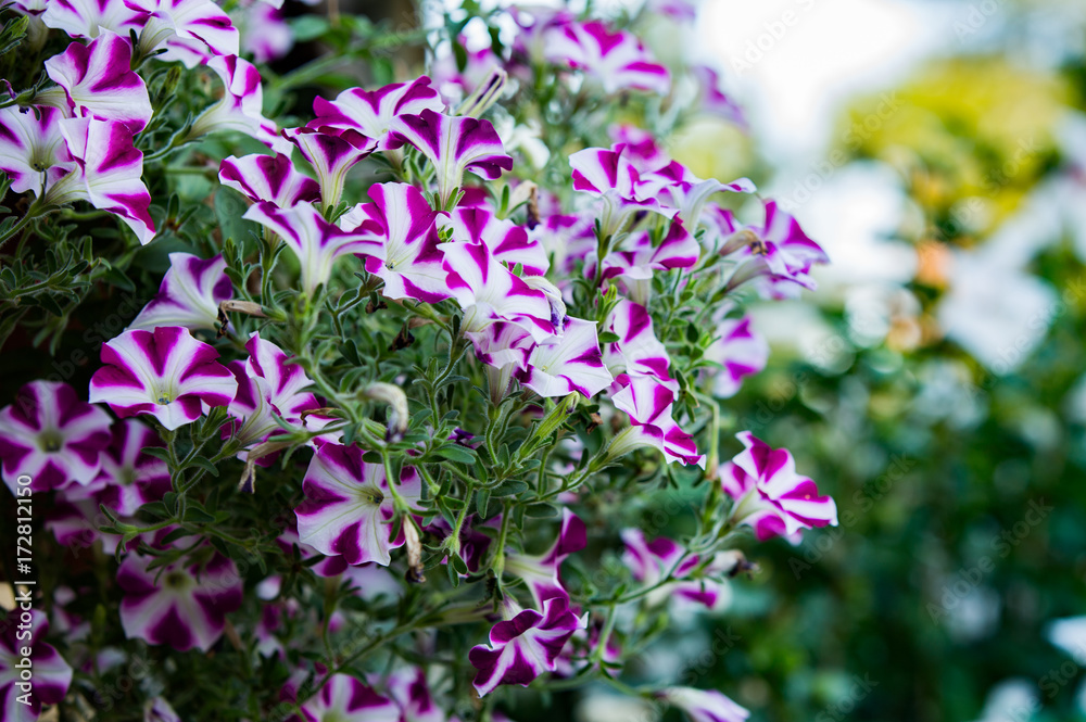 Petunia Petunia