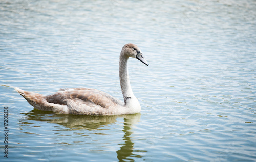 young swan