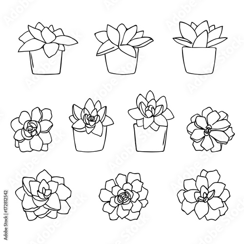 vector contour  of cactus flower