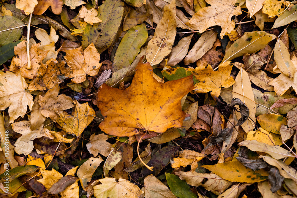 Autumn leaves, fallen leaves in autumn forest, abstract background of autumn leaves, autumn background, maple leaves