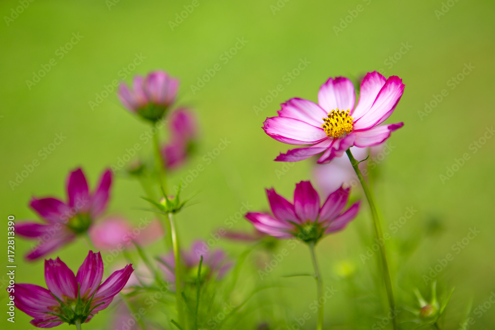 Pink cosmos flowers in the garden . Pink cosmos flowers in the garden .