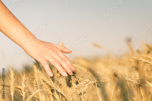 Image of wheat field and human s hand