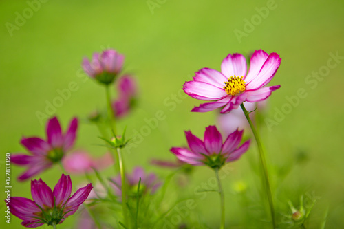 Pink cosmos flowers in the garden . © Swetlana Wall