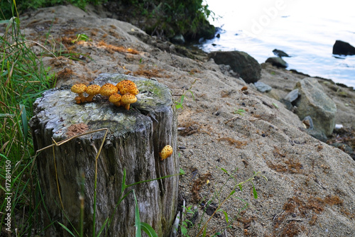 Unusual orange mushrooms on the shore. Lake Uvildy, Chelyabinsk oblast, Russia.