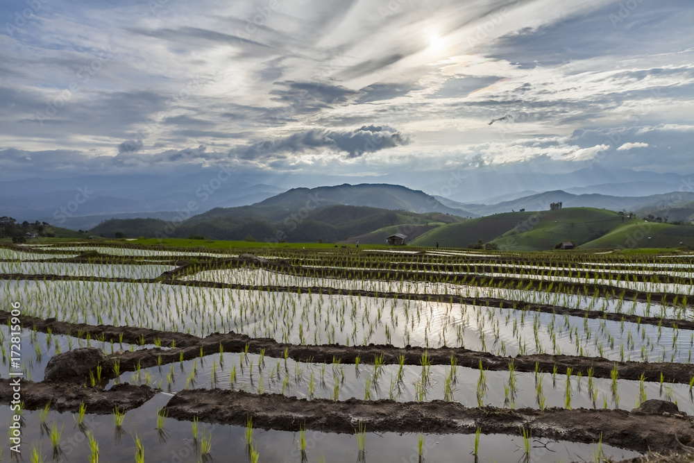 Fototapeta premium Green Terraced Rice Field in Pa Pong Pieng