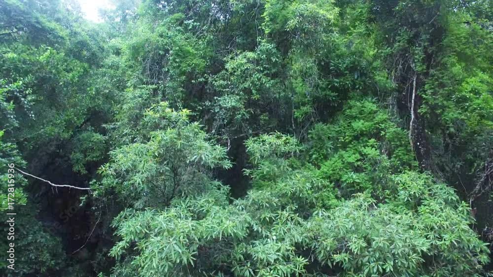 A drone shot from a jungle and comes out to capture a full green environment. A drone shot from a jungle and comes out to capture a full green environment.