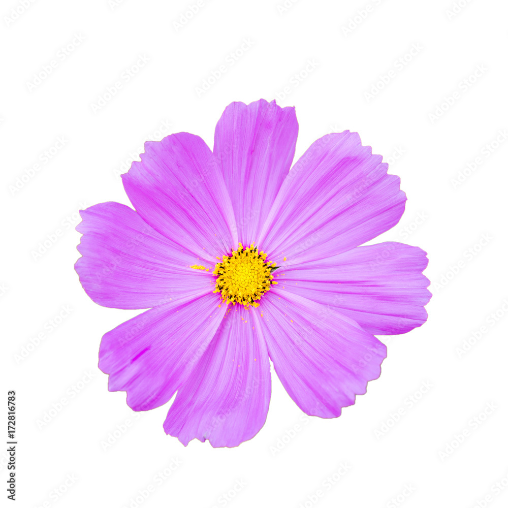 Pink cosmos flower top view isolated with clipping path.