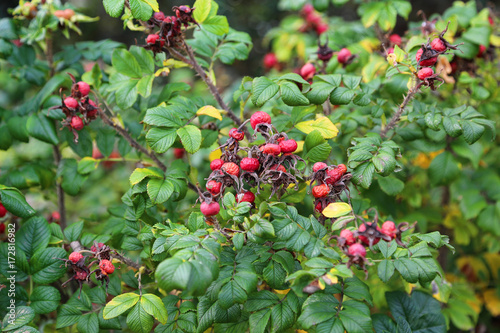Dog-rose berries in autumn