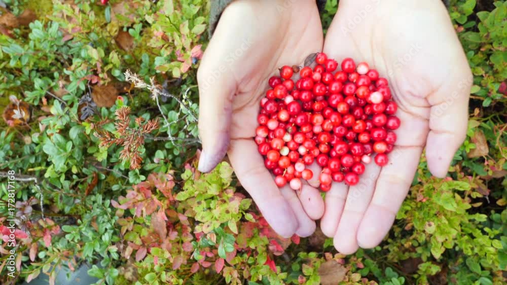 Клюквино: почему эта ягода стала самым счастливым амулетом?