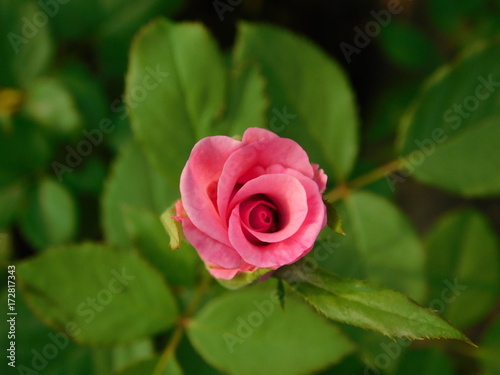 pink rose the symbol of love 