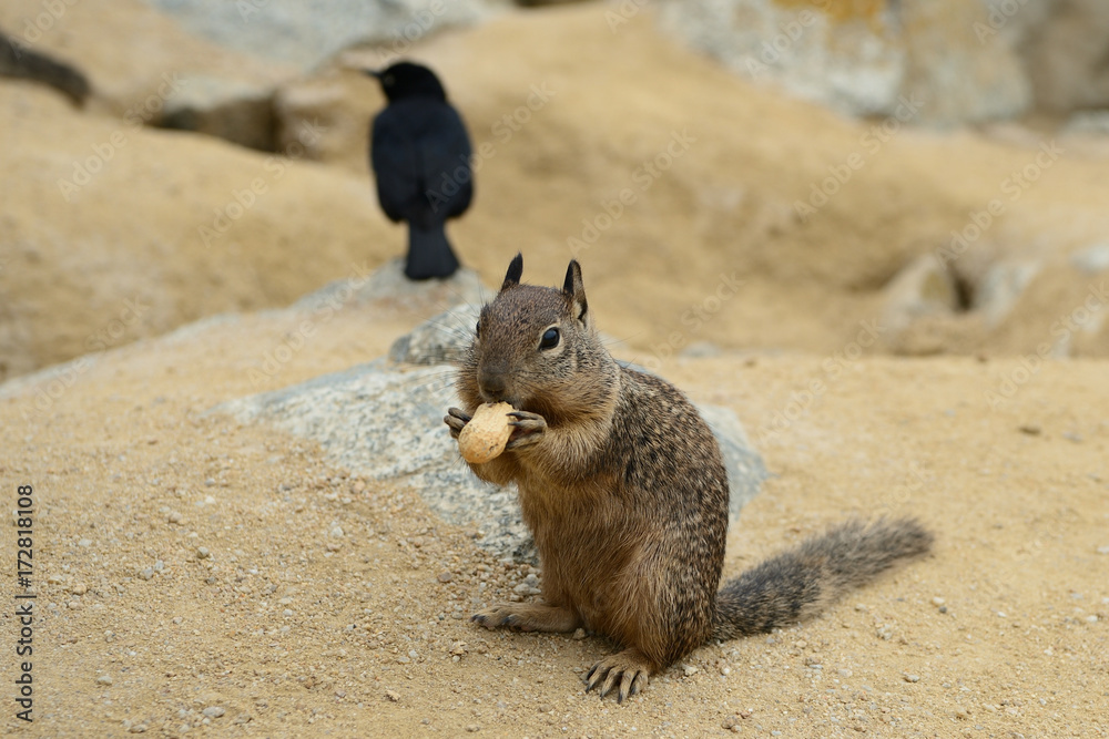 Cute little squirrel eating a nut on the coast
Cute little squirrel eating a nut on the coast