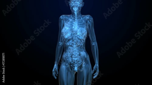 Female ABDOMINAL organs details in black x-ray photo