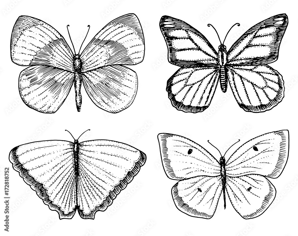 Obraz premium tattoo or boho t-shirt or scrapbooking design. Mystical esoteric symbol of freedom and travel. butterfly or Insect sketch. entomological collection. engraved hand drawn in old sketch and vintage style