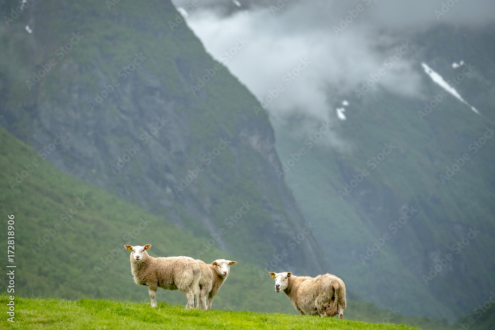 Obraz premium Scenic view of grazing sheep in Norway mountains.