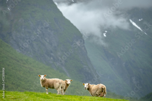 Scenic view of grazing sheep in Norway mountains.