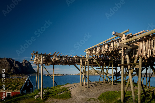 Traditional way of drying stock fish in Norway, Lofoten islands