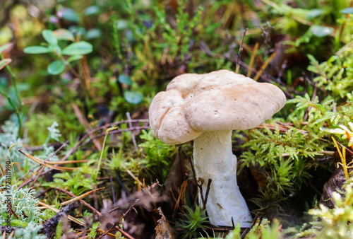 Mushroom, hydnum repandum, growing in the woods