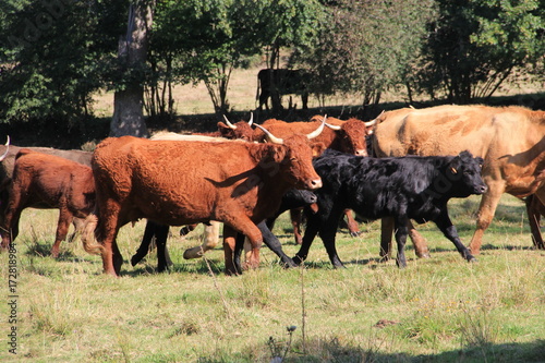 troupeau de vache Salers