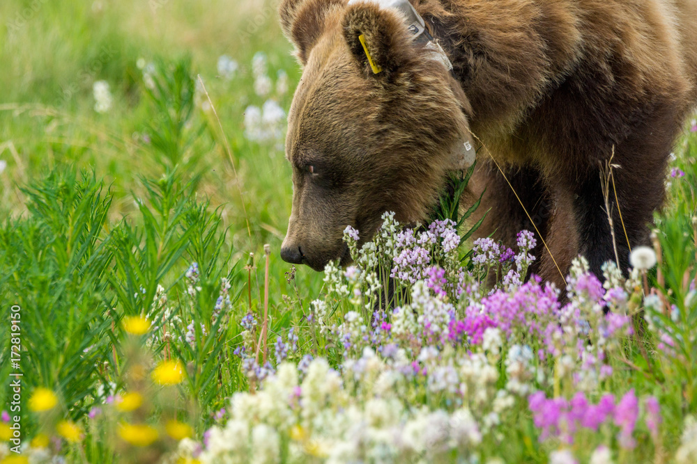 Fototapeta premium Grizzlybär in Blumen am Icefields Parksway, Banff Nationalpark, Alberta, Kanada