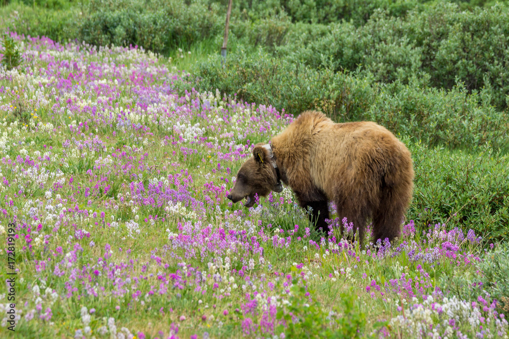 Grizzlybär in Blumen am Icefields Parksway, Banff Nationalpark, Alberta, Kanada Grizzlybär in Blumen am Icefields Parksway, Banff Nationalpark, Alberta, Kanada