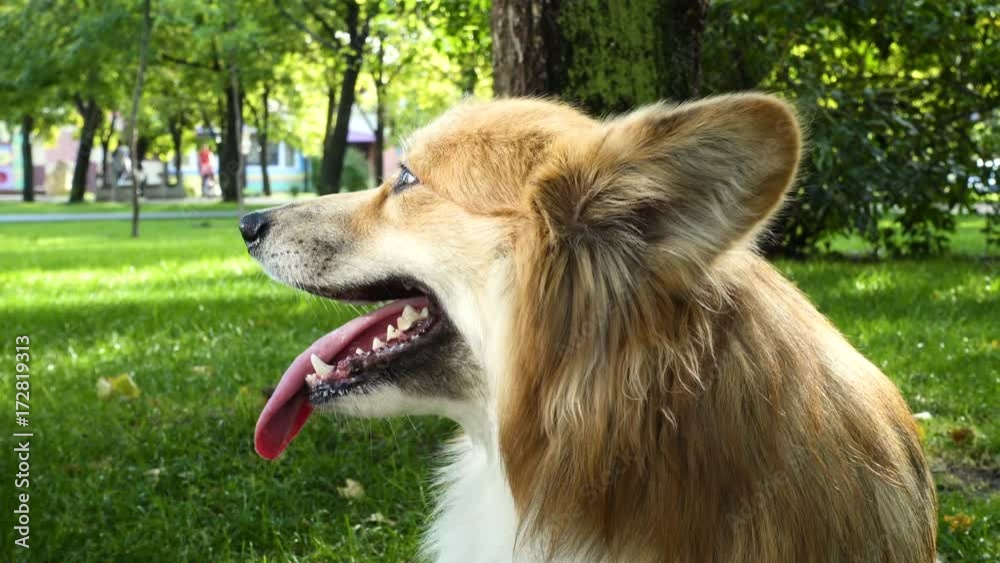 funny welsh corgi fluffy dog walking outdoors funny welsh corgi fluffy dog walking outdoors