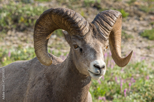 Portrait eines Bighornschafs am Icefields Parksway, Banff Nationalpark, Alberta, Kanada