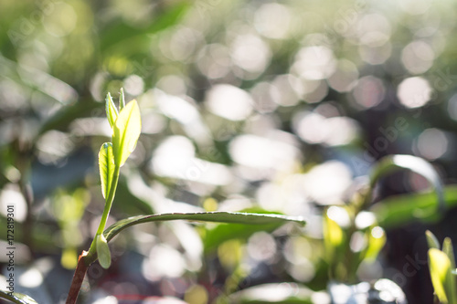 green fresh tea leaf