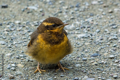 junger Vogel auf Campground, Hyder, Alaska