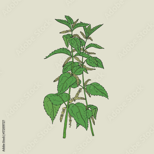 Colorful detailed drawing of nettle with blooming yellow flowers and green leaves. Beautiful edible herbaceous plant hand drawn in retro style. Gorgeous flowering herb. Natural vector illustration.