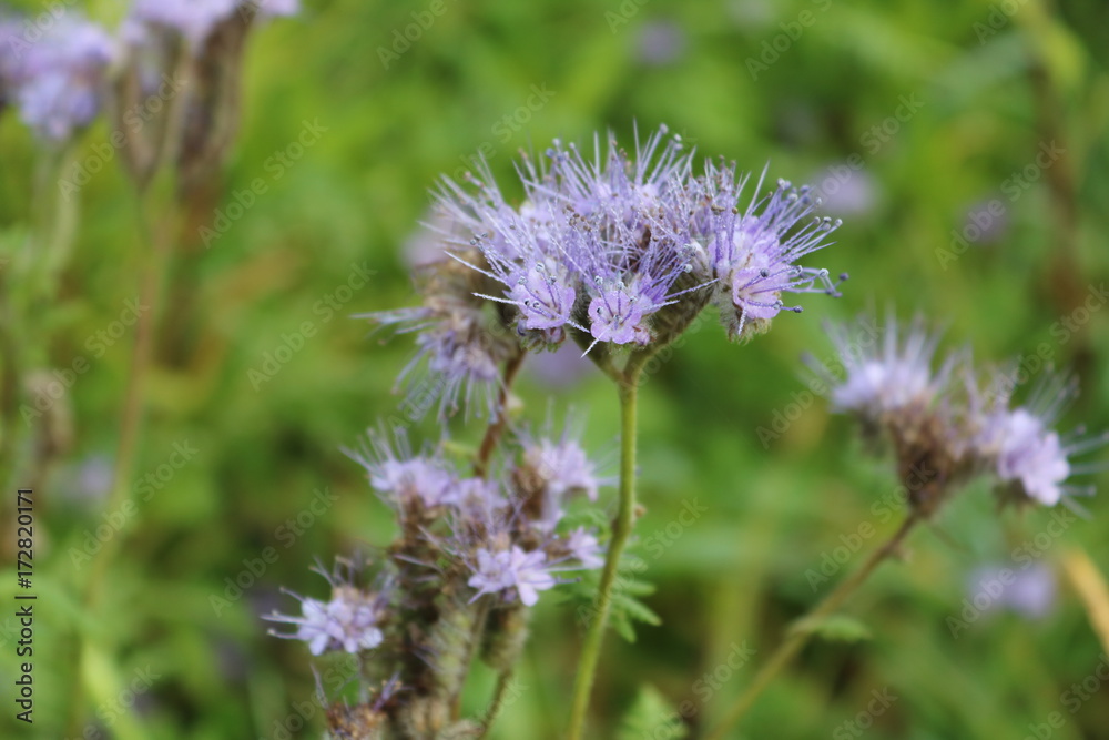 Fliederfarbene Blume Fliederfarbene Blume