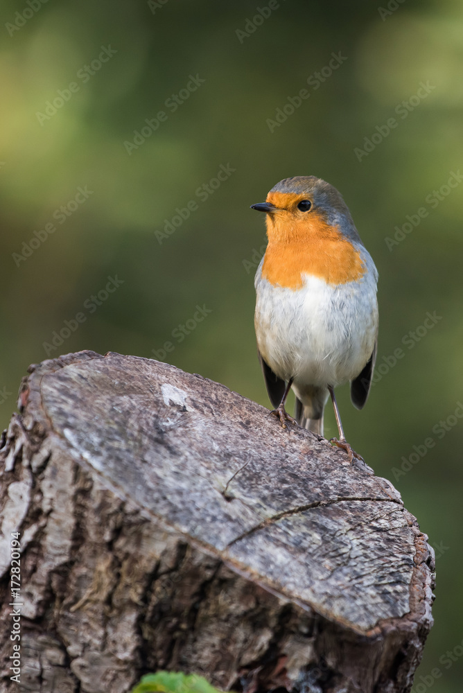 European Robin, Robin, Erithacus rubecula European Robin, Robin, Erithacus rubecula