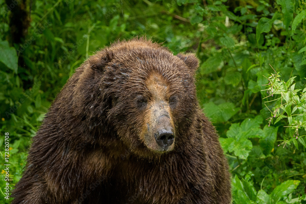Portrait eines mächtigen männlichen Grizzlybär, Fish Creek Wildlife Observation Site, Hyder, Alaska Portrait eines mächtigen männlichen Grizzlybär, Fish Creek Wildlife Observation Site, Hyder, Alaska