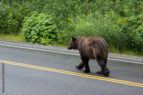 Mächtiger männlicher Grizzlybär auf Strasse, Fish Creek Wildlife Observation Site, Hyder, Alaska