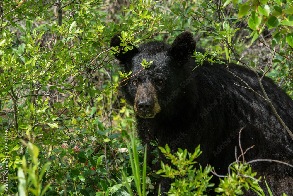 Schwarzbär am Cassiar Highway, British Columbia, Kanada Schwarzbär am Cassiar Highway, British Columbia, Kanada