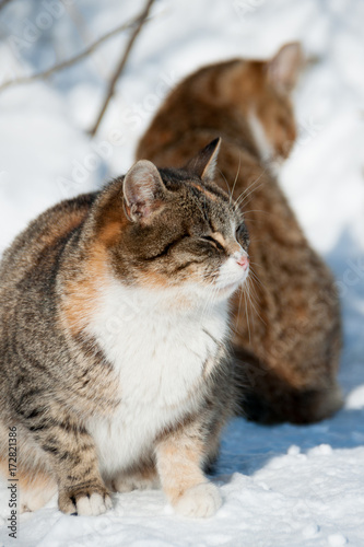 cats in winter on snow