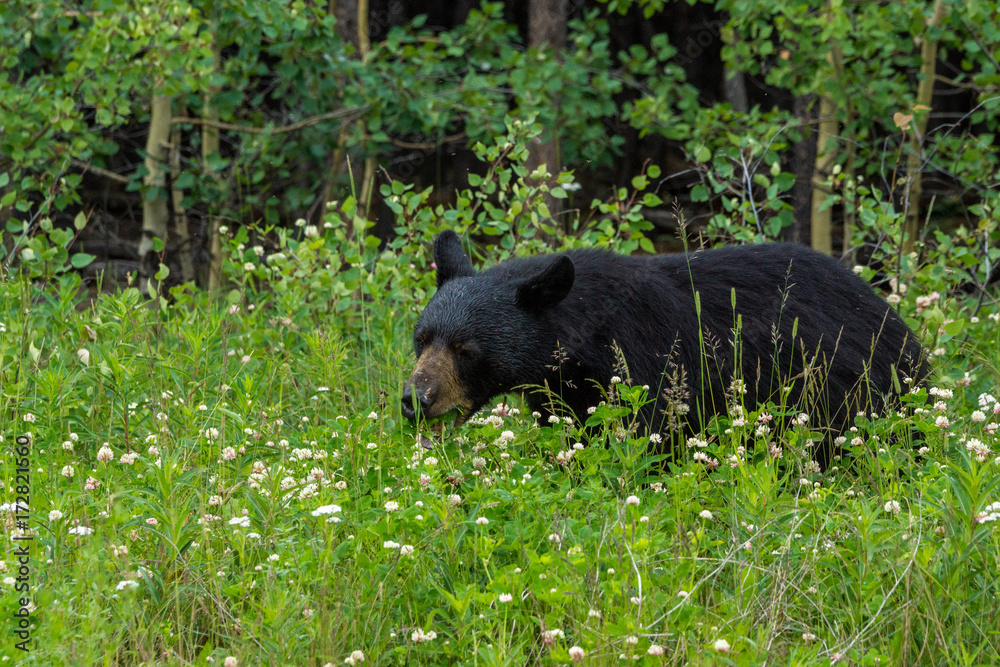 Fototapeta premium Schwarzbär am Alaska Highway, Yukon, Kanada