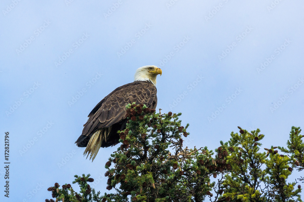 Weisskopfseeadler bei Teslin, Alaska Highway, Yukon, Kanada