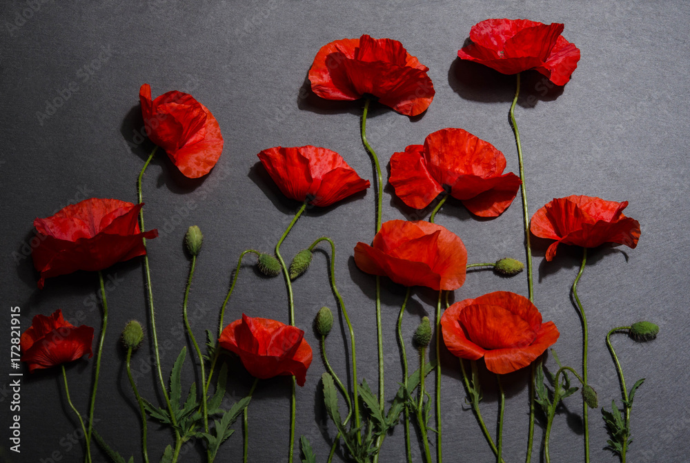 Fototapeta premium Red poppies on grey background