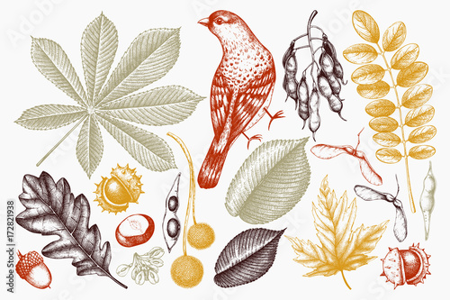 Vintage set of hand drawn leaves and seeds illustration. Vector autumn collection. Wedding invitation. Outlines.