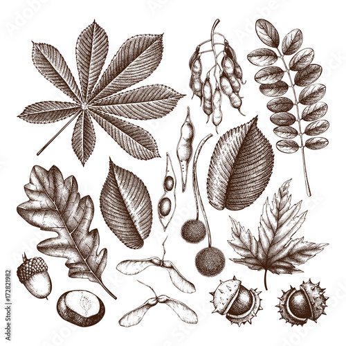 Vintage set of hand drawn leaves and seeds illustration. Vector autumn collection. Wedding invitation. Outlines.