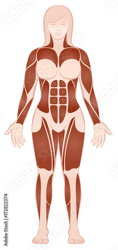 Muscle groups of a muscular female body with pecs, abs, deltoids, biceps, six pack, quads - front view - isolated vector illustration on white background.