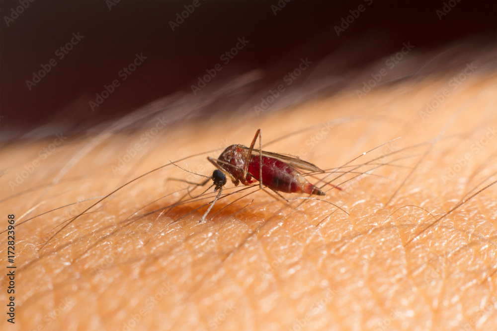 mosquito